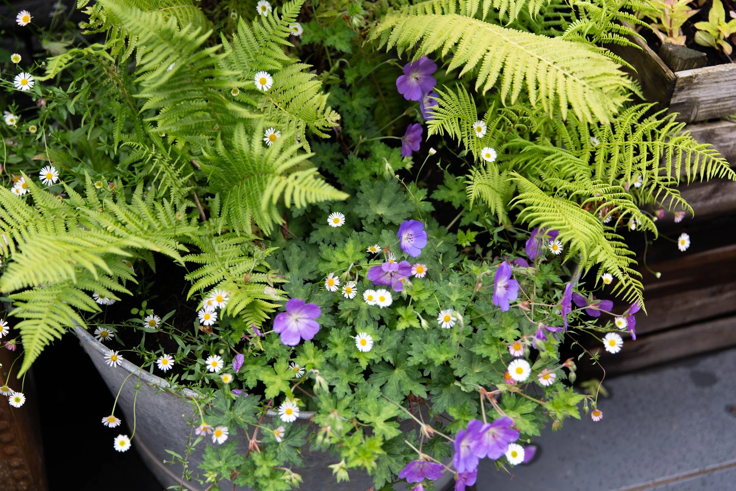 Fern
